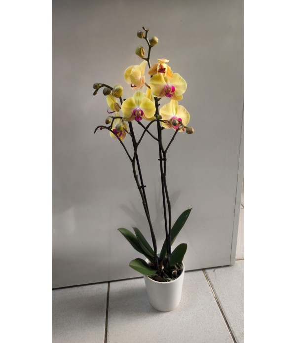  75 cm sarı kırçıllı orkide 2 li - MC 401