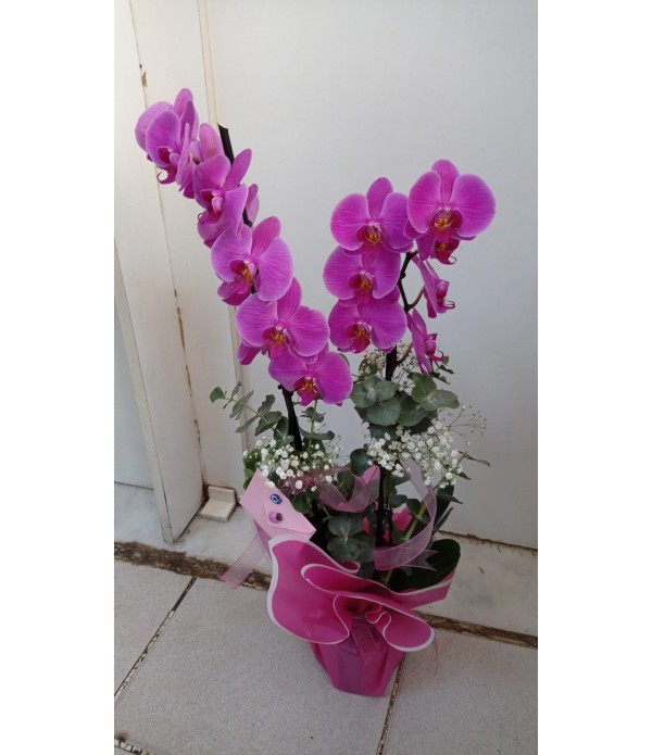 75 cm 2'Lİ PEMBE ORKİDE - MC 406