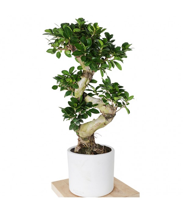bonzai 105 cm MC 525