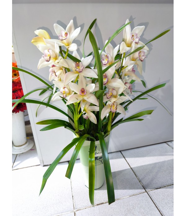 mc559 2 dallı orkide