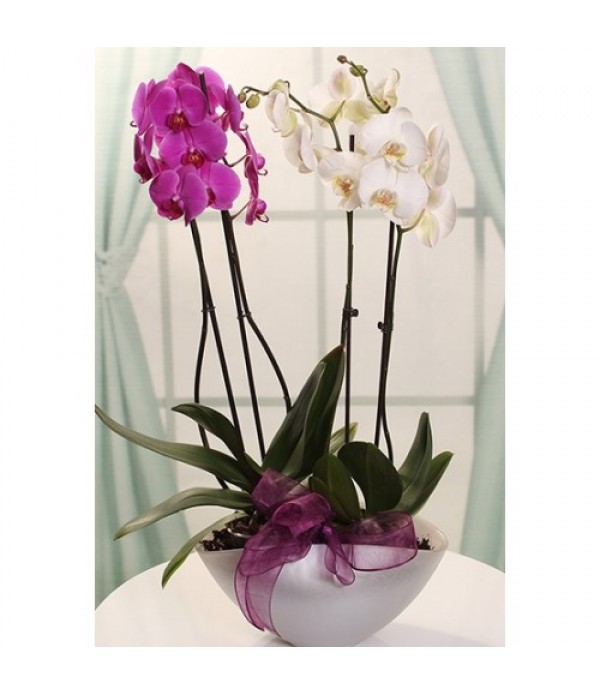 mc 408 2 renk 4 lü orkide