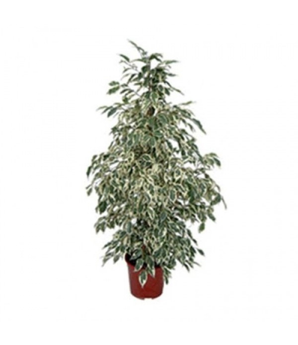  ficus MC 526