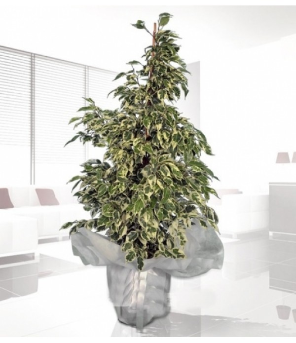 ficus MC 526