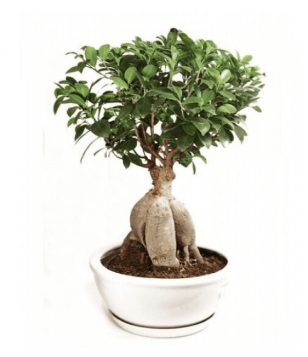 mc 521  K.BOY BONSAİ