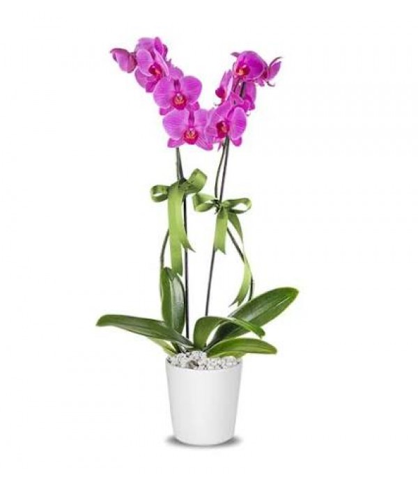 PEMBE ORKİDE - MC 405