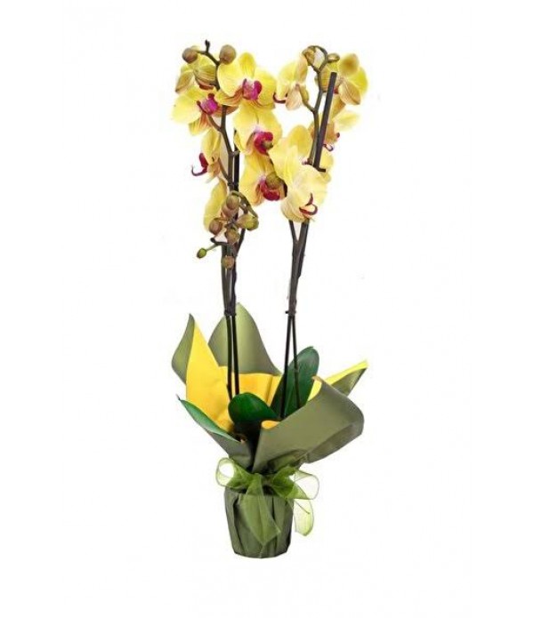  75 cm sarı kırçıllı orkide 2 li - MC 401