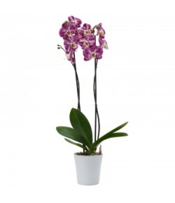  75 cm2 dallı kırçıllı mor orkide- MC 513