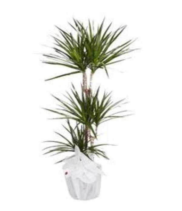 3 lü marginata 551