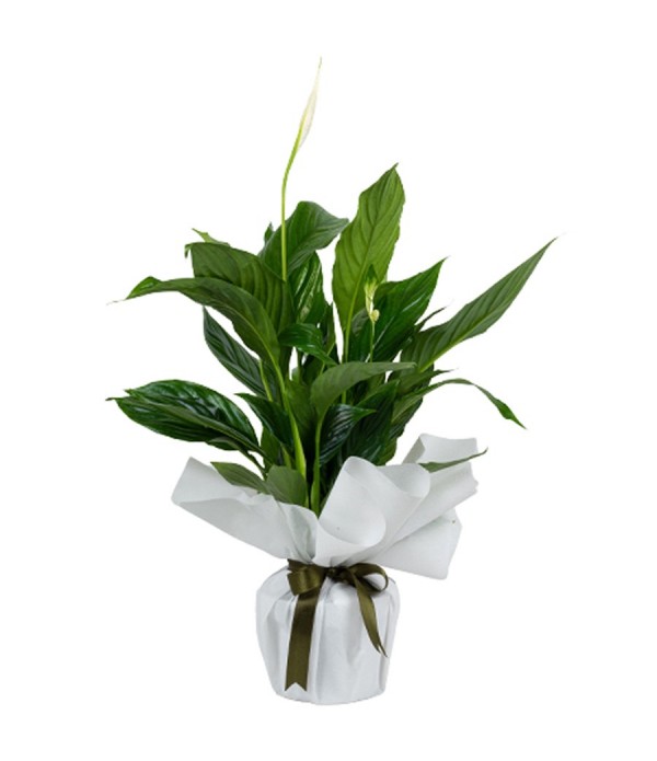 SPATİFİLYUM - MC 524